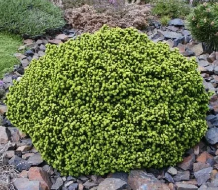 Picea abies 'Little Gem' - Törpe gömb lucfenyő
