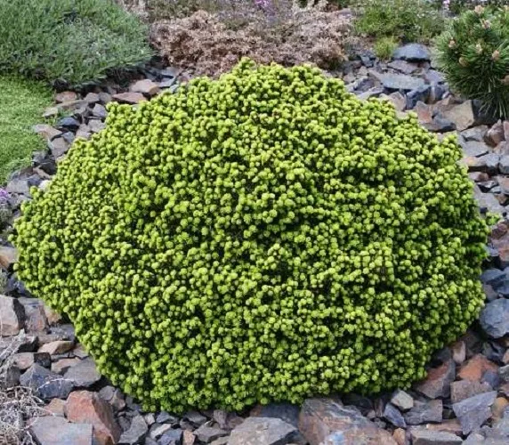 Picea_abies_Little_Gem_-_Torpe_gomb_lucfenyo Picea abies 'Little Gem' - Törpe gömb lucfenyő