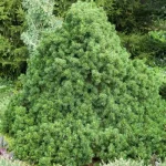 Picea abies 'Tompa' -