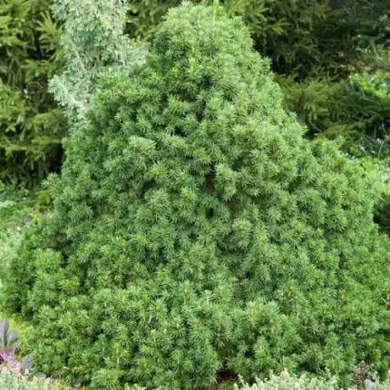 Picea abies 'Tompa' -