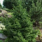 Picea abies 'Will's Zwerg' -