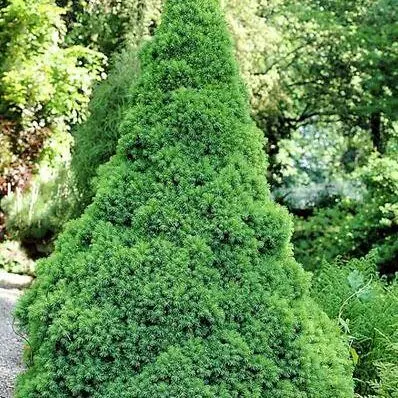 Picea glauca 'Conica' - Cukorsüvegfenyő