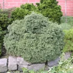 Picea glauca 'Echiniformis' - Kék levelű törpe gömbfenyő