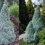 Picea glauca 'Sander's Blue' - Kék cukorsüvegfenyő