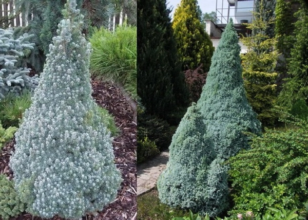 Picea_glauca_Sanders_Blue_-_Kek_cukorsuvegfenyo Picea glauca 'Sander's Blue' - Kék cukorsüvegfenyő