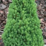 Picea glauca 'Zuckerhut' - Törpe cukorsüveg fenyő
