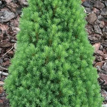 Picea_glauca_Zuckerhut_-_Torpe_cukorsuveg_fenyo Picea glauca 'Zuckerhut' - Törpe cukorsüveg fenyő