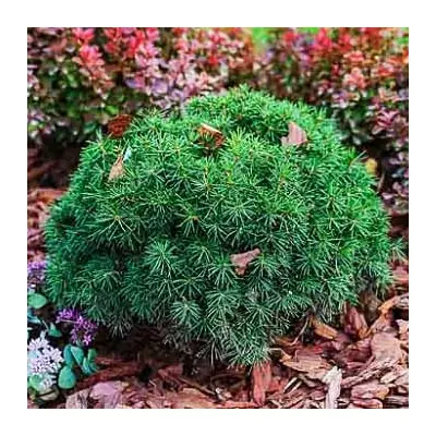 Picea mariana 'Nana' -