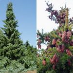 Picea omorika - Szerb luc