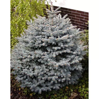 Picea pungens 'Conica' - Törpe ezüstfenyő