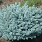 Picea pungens 'Glauca Globosa' - Gömb ezüstfenyő