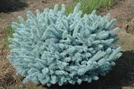 Picea pungens 'Glauca Globosa' - Gömb ezüstfenyő
