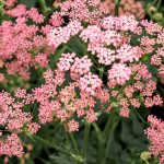 Pimpinella major 'Rosea' (Nagy földitömjén)