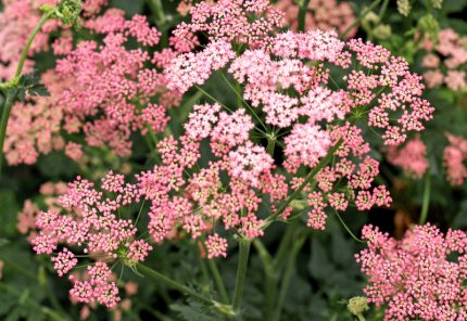 Pimpinella major 'Rosea' (Nagy földitömjén)