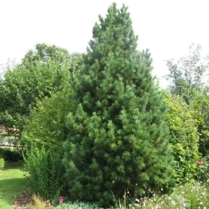 Pinus cembra - Havasi cirbolyafenyő