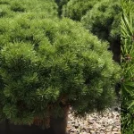 Pinus mugo 'Mops' - Havasi törpefenyő