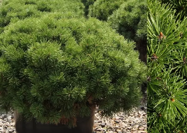 Pinus_mugo_Mops_-_Havasi_torpefenyo Pinus mugo 'Mops' - Havasi törpefenyő
