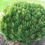 Pinus mugo var. Mughus - Havasi törpefenyő