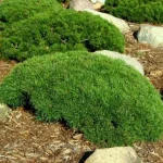 Pinus mugo var. 'Pumilio' - Havasi törpefenyő