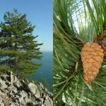Pinus nigra - Feketefenyő
