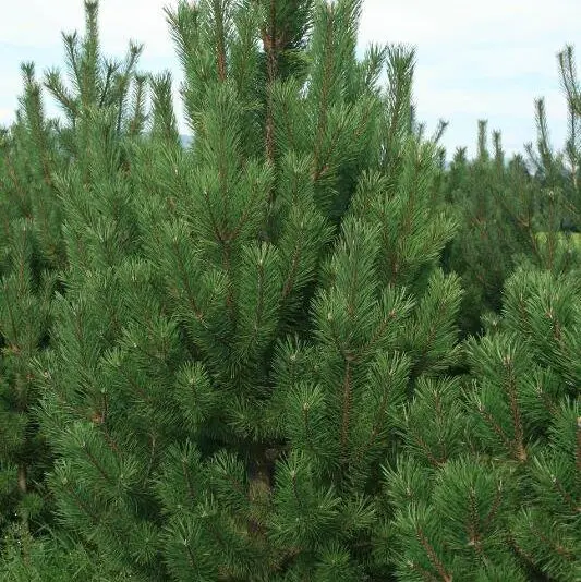 Pinus_nigra_Pyramidalis_-_Oszlopos_feketefenyo Pinus nigra 'Pyramidalis' - Oszlopos feketefenyő