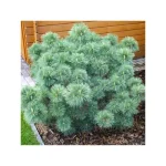 Pinus strobus 'Nana' -