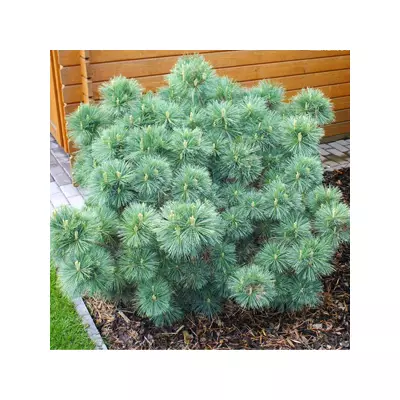 Pinus strobus 'Nana' -
