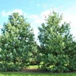 Pinus wallichiana -