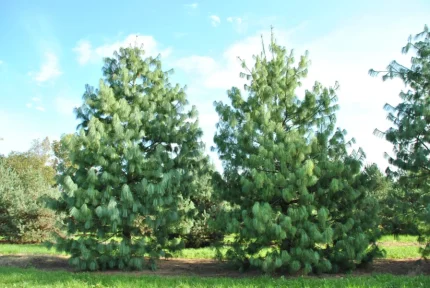 Pinus wallichiana -
