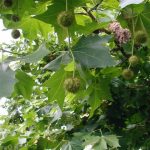 Platanus acerifolia - Közönséges platán