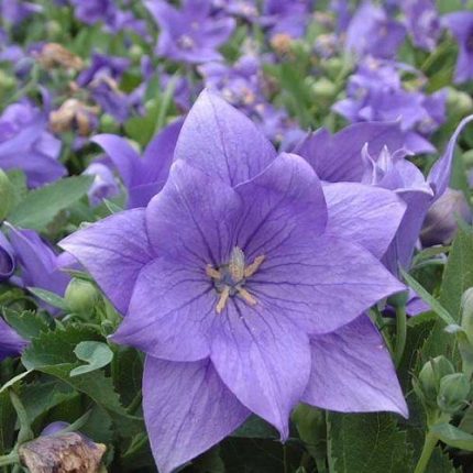 Platycodon grandiflorus 'Astra Blue' (Léggömbvirág)