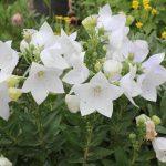 Platycodon grandiflorus 'Astra White' (Léggömbvirág)
