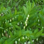 Polygonatum humile (Törpe salamonpecsét)