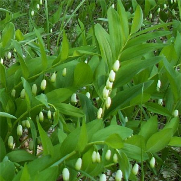 Polygonatum_humile_Torpe_salamonpecset_-_12_centis_cserepben Polygonatum humile (Törpe salamonpecsét)