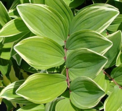 Polygonatum multiflorum 'Variegatum' (Fürtös salamonpecsét) /tarka lomb/