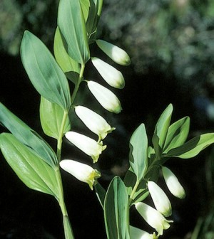 Polygonatum odoratum (Orvosi salamonpecsét)