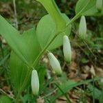 Polygonatum odoratum 'Pruhonice' (Orvosi salamonpecsét)