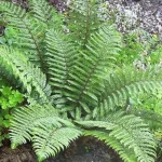 Polystichum aculeatum