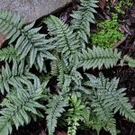 Polystichum luctuosum