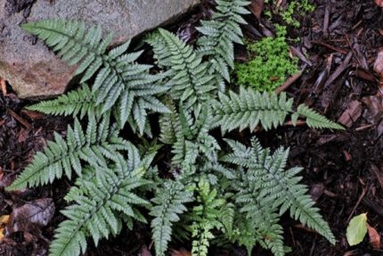 Polystichum luctuosum