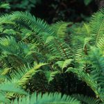 Polystichum munitum