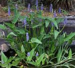 Pontederia cordata tömött sellővirág