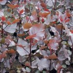Populus deltoides 'Purple Tower'® -