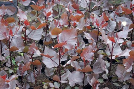 Populus deltoides 'Purple Tower'® -
