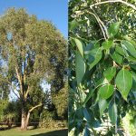 Populus simonii -
