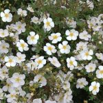 Potentilla fruticosa 'Abbotswood' - Fehér virágú cserjés pimpó