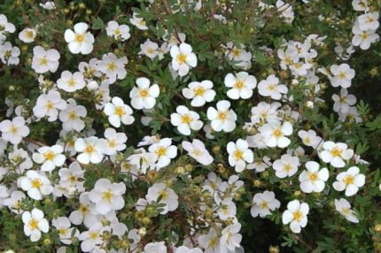 Potentilla fruticosa 'Abbotswood' - Fehér virágú cserjés pimpó
