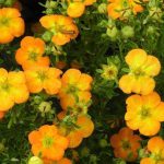 Potentilla fruticosa 'Bella Apple'® - Narancsos-sárga virágú pimpó