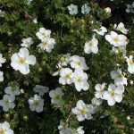 Potentilla fruticosa 'Bella Bianca'® - Fehér kisvirágú pimpó