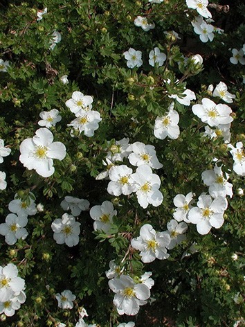 Potentilla fruticosa 'Bella Bianca'® - Fehér kisvirágú pimpó
